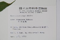 大屯尖葉槭, 川上氏槭藏品圖，第2張