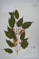 大屯尖葉槭, 川上氏槭藏品圖，第1張