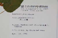 大屯尖葉槭, 川上氏槭藏品圖，第2張