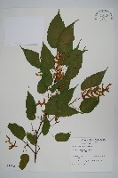 大屯尖葉槭, 川上氏槭藏品圖，第1張