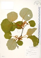 臺灣羊桃藏品圖，第1張