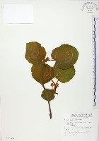 臺灣羊桃藏品圖，第1張