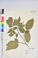 南燭藏品圖，第1張