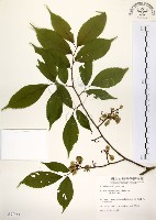 阿里山榆藏品圖，第1張