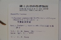 長橢圓葉莢迷藏品圖，第2張