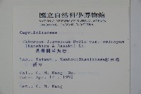 長橢圓葉莢迷藏品圖，第2張