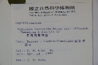 長橢圓葉莢迷藏品圖，第2張