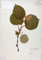 臺灣羊桃藏品圖，第1張