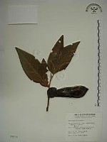 愛玉子藏品圖，第1張