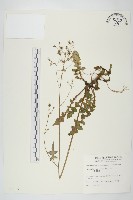 黃鵪菜藏品圖，第1張