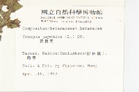 黃鵪菜藏品圖，第2張