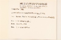 平柄菝契藏品圖，第2張