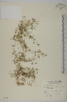 阿里山繁縷藏品圖，第1張