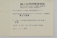 阿里山繁縷藏品圖，第2張