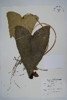 下花細辛藏品圖，第1張