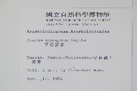 下花細辛藏品圖，第2張