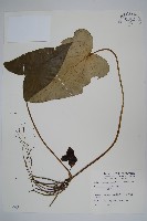 下花細辛藏品圖，第1張