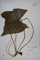 下花細辛藏品圖，第1張