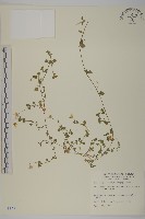 阿里山繁縷藏品圖，第1張