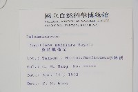 紫花鳳仙花藏品圖，第2張