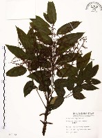 山豬肉藏品圖，第1張