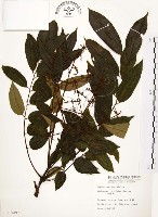 山豬肉藏品圖，第1張