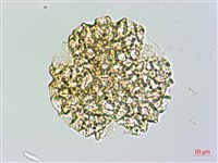 披針葉茉莉花藏品圖，第1張