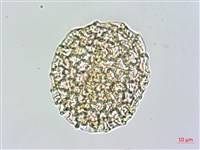 披針葉茉莉花藏品圖，第2張