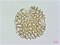 披針葉茉莉花藏品圖，第3張