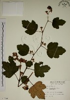 臺灣懸鉤子藏品圖，第1張