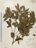 山肉桂、台灣肉桂藏品圖，第1張