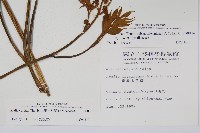 登錄號:S008116藏品圖，第2張