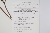 登錄號:S008117藏品圖，第2張