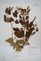 登錄號:S008118藏品圖，第1張