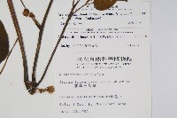 登錄號:S008119藏品圖，第2張