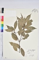 青剛櫟、鐵椆藏品圖，第1張