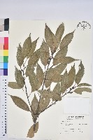 青剛櫟、鐵椆藏品圖，第1張