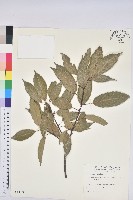 青剛櫟、鐵椆藏品圖，第1張