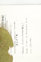 斑花青牛膽藏品圖，第2張