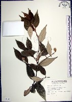 紅皮、葉下白、赤仔尾藏品圖，第1張
