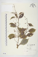 亨利氏伊立基藤藏品圖，第1張