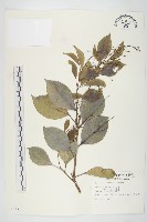 亨利氏伊立基藤藏品圖，第1張