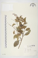 亨利氏伊立基藤藏品圖，第1張