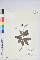 臺灣馬醉木藏品圖，第1張