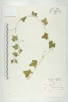 倒吊金鐘、天花藏品圖，第1張