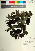 台北玉葉金花藏品圖，第1張