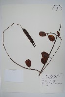 酸藤藏品圖，第1張