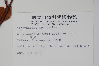 酸藤藏品圖，第2張