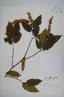 蘭邯千金榆藏品圖，第1張