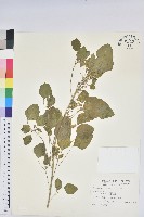 鐵莧菜藏品圖，第1張